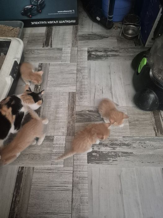 Отдам котят Ащибулак