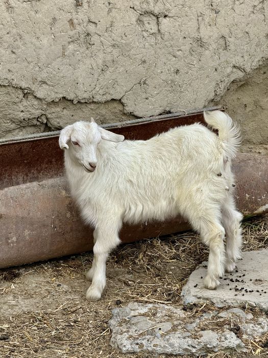 Sogʻin sogʻlom rasiskiy echki va ikki dona bolasi bilan birga sotiladi