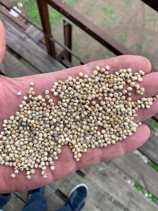 Пшеница.Платный чат!Все корма.