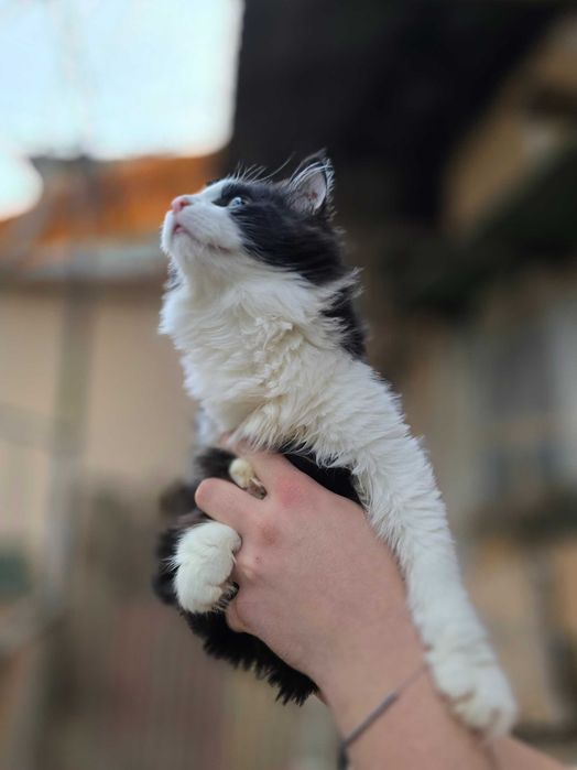 Котёнок, мальчик, 6 месяцев