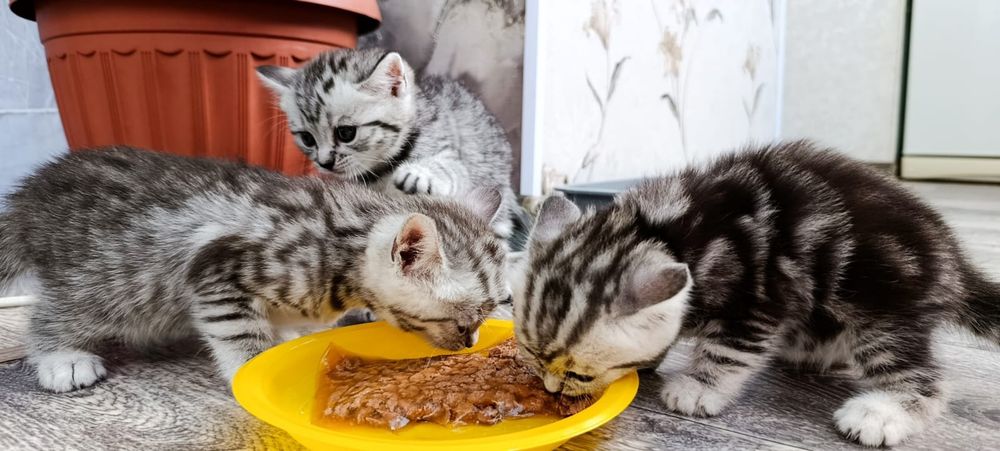 Готовы к продаже котята родились 22 июня
