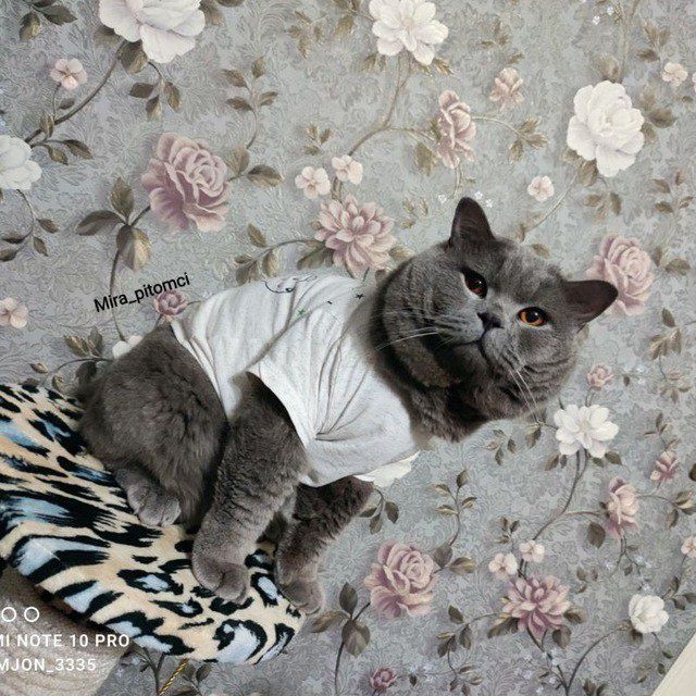 Britanchalar sotiladi