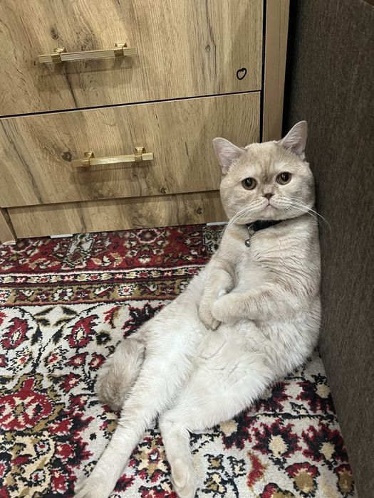 Mushuk  sotiladi BRITANSKIY