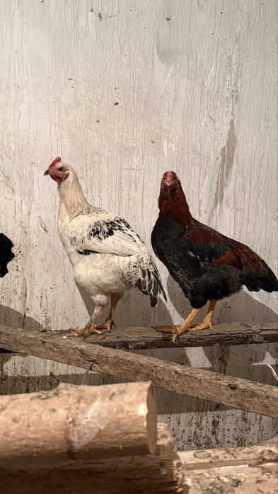 Петухи……………………..