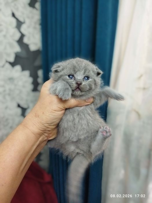 Бронь на шотландских котят