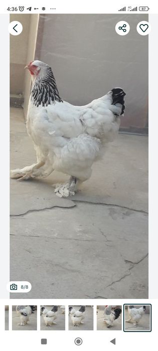 Brama toʻvgʻ  1 dona qoldi