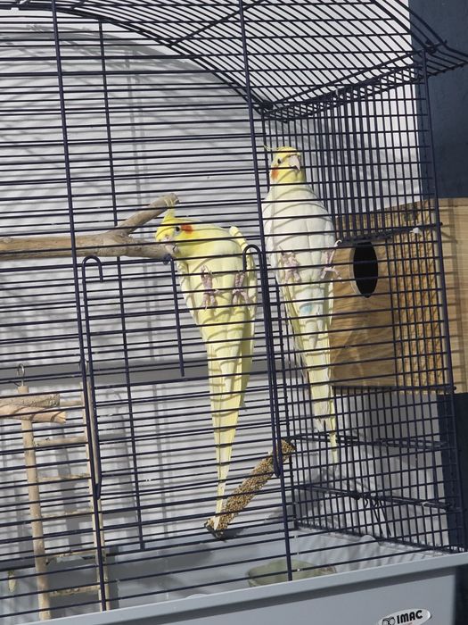 Papagali pereche Nimfe