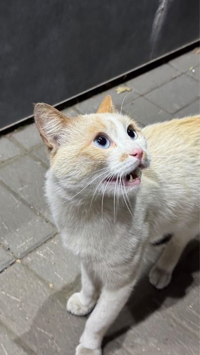 Ищем дом для кота