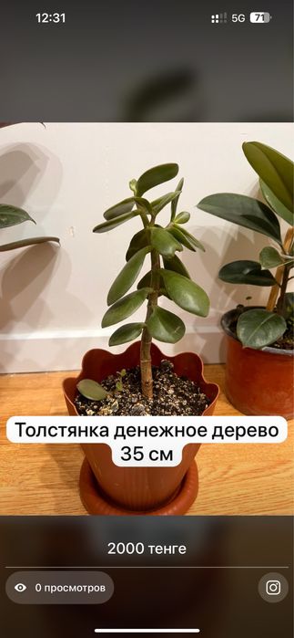 Комнатные растения хочу продать ………………………………………………………………………………………………..