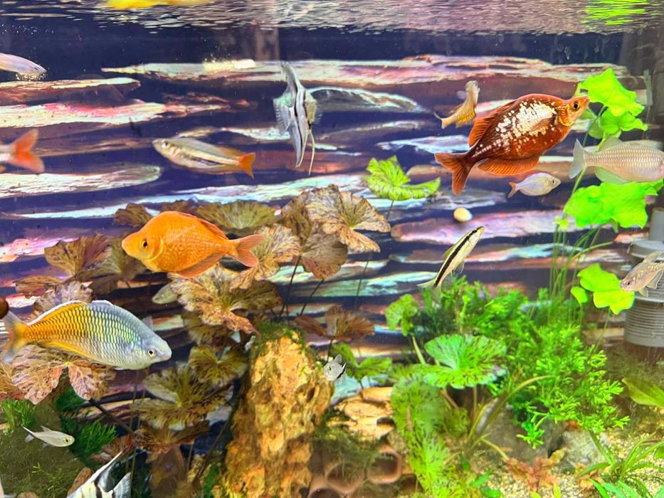 Меланотения Боесмани рейнбол