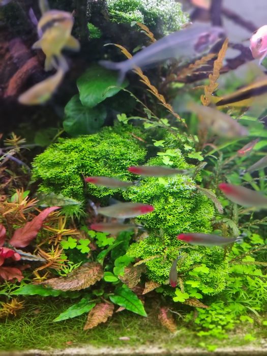 Plante naturale Acvariu pachete mari