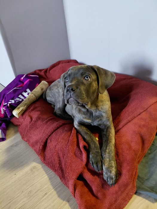 Продам щенка Коне Корсо