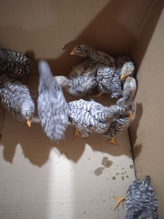 Amroks jojalari sotiladi 35 min 1 oyligi