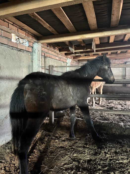 продам жеребчика 24 года