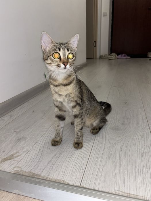срочно продаётся кошка