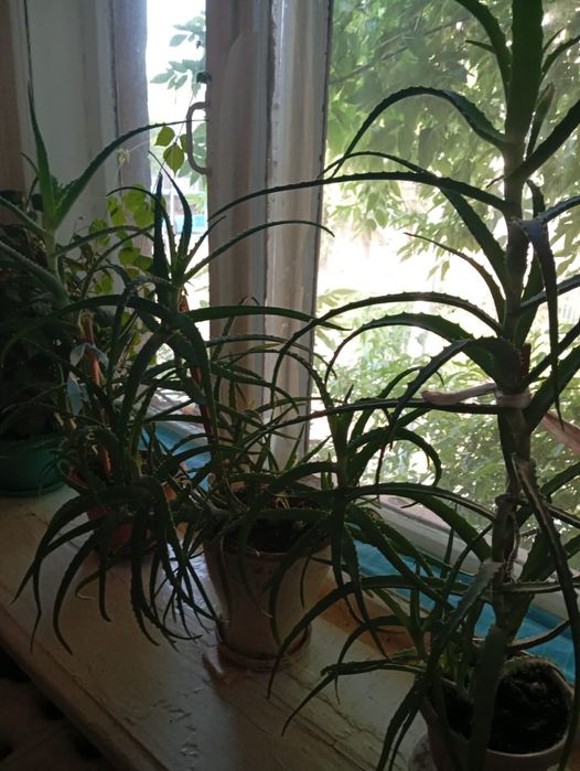 Продам Алоэ лечебный