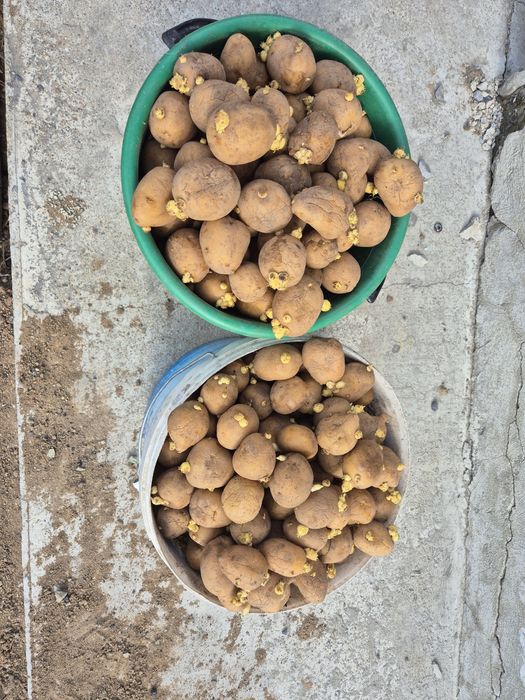 Продам картошку семена