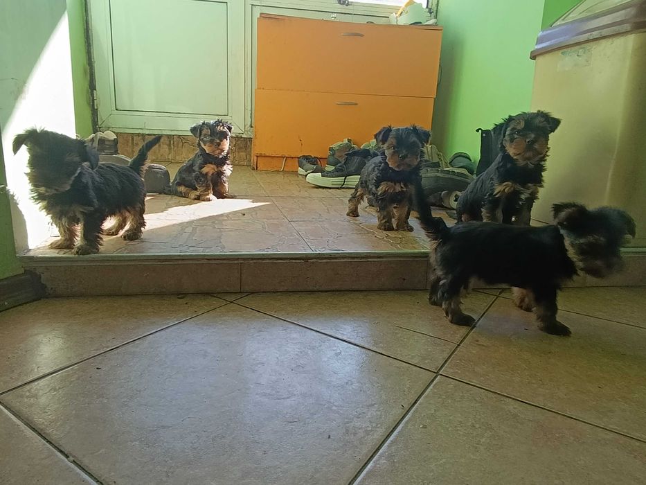 Йоркширски териери