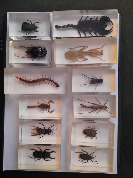 Lot 12 insecte reale in rasina Deagostini
