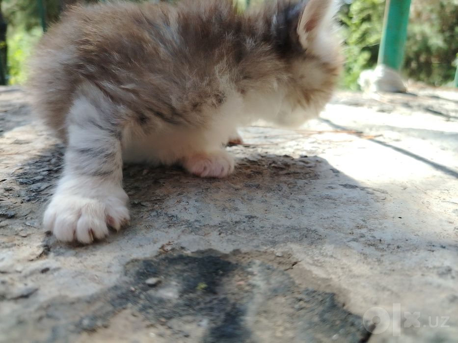 Mushuk bolasi. Fors va sibir mushuklar parodasi