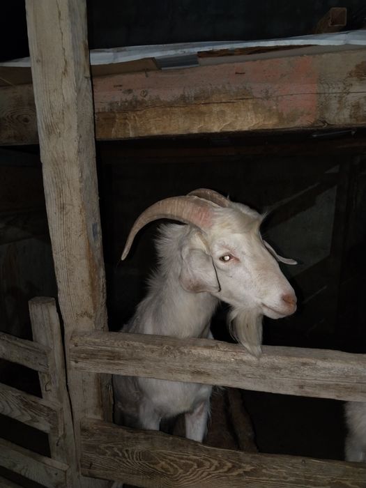 Нуби теке сатылады.