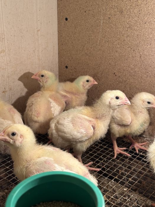 Бройлеры  цыплята