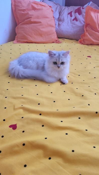British shorthair & longhair chinchilla