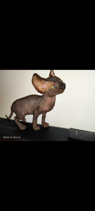 Pisică Sphynx Sfinx Sphinx
