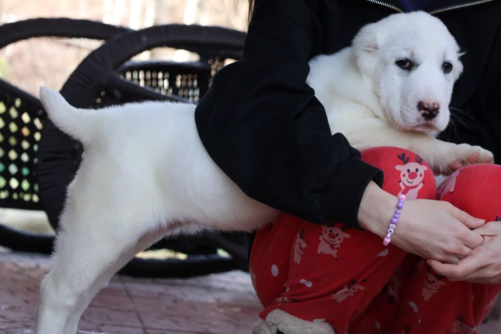 Белоснежные щенки