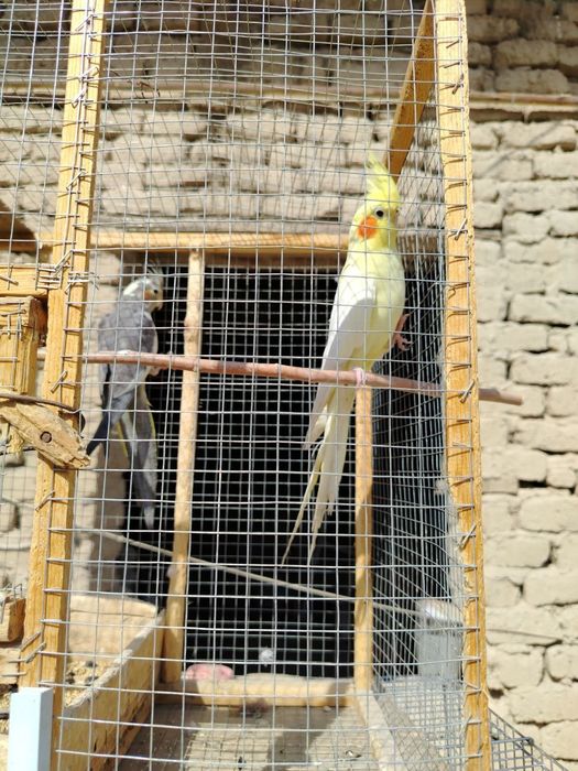 Кушлар сотилади.