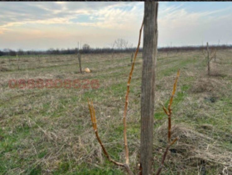 Продава се Земеделски имот в Перущица -  кв.м за 4857 €/дка - Снимка #8