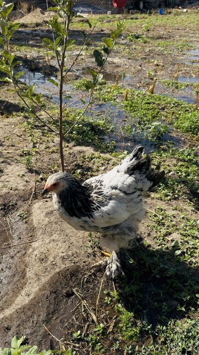 Kurka va zotdor tovuq joʻjalari