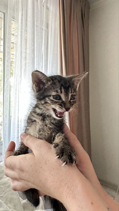 Котенок , полупородистый