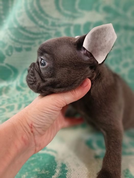 Французский бульдог голубые, девочки и мальчики