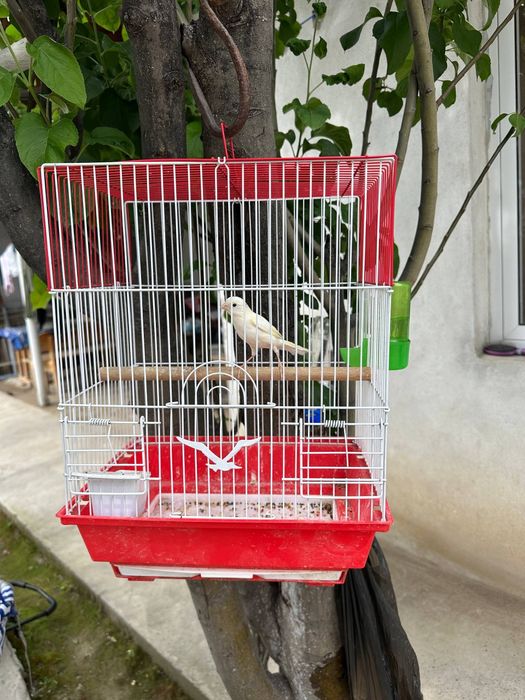 Kanareyka Nar 6 oylik