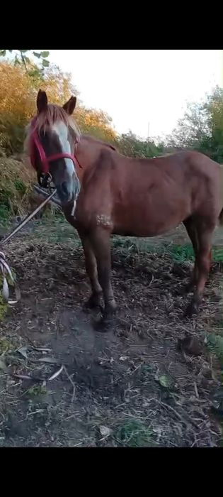 Продам коней с откорма
