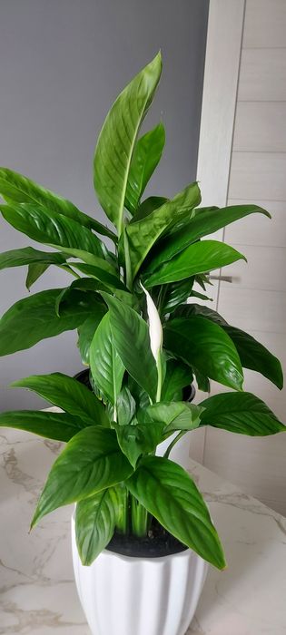 Продам комнатные цветы