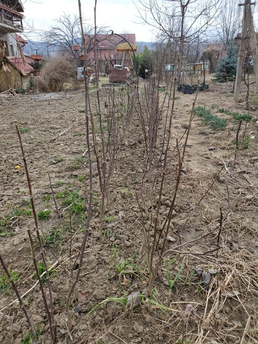 Puieti mesteacan tei platan