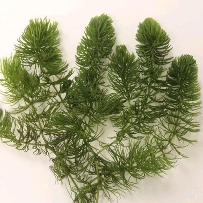 Plante acvariu rezistente