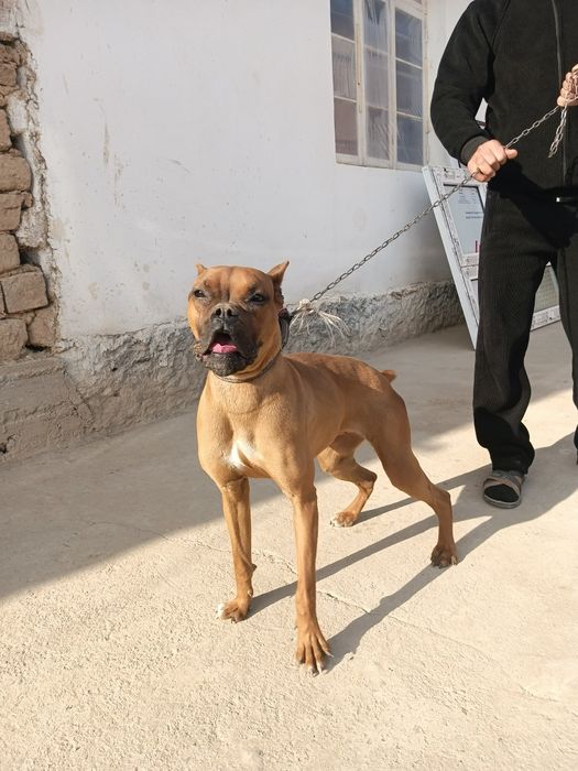 Продам Немецкий боксёр