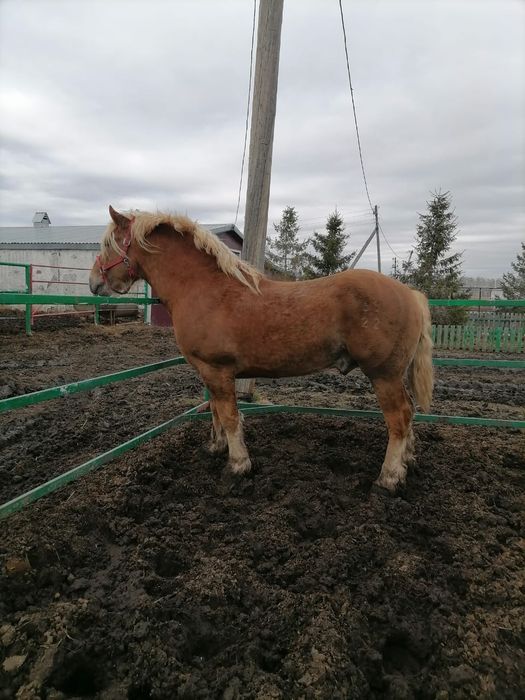 Продаются жеребцы