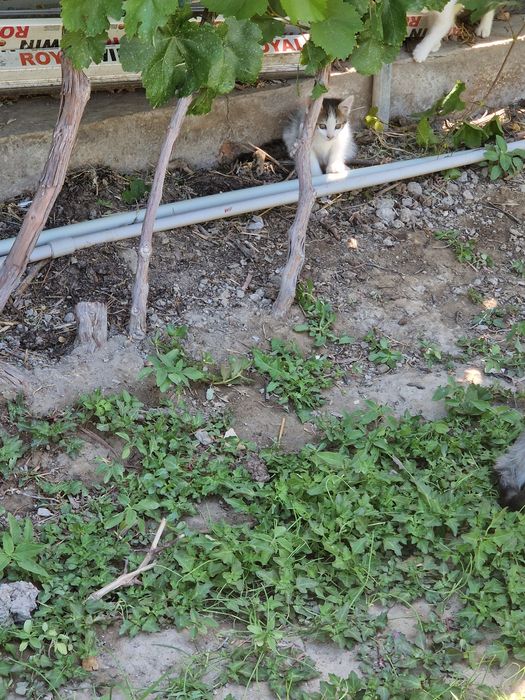 Котята бесплатно