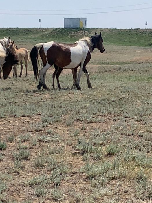 Бие құлынымен сатылады