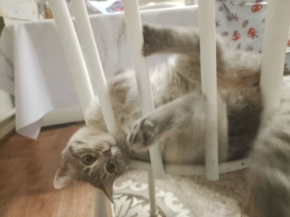 Отдам Мию в добрые руки!
К с