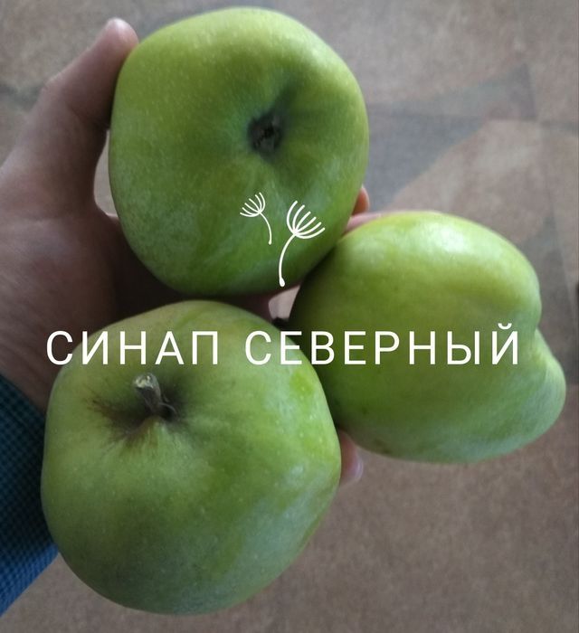 Саженцы яблони крупноплодной