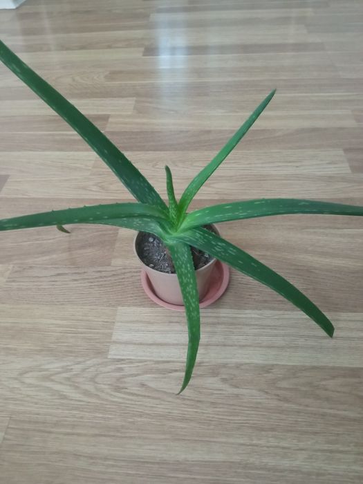 Алоэ вера растение