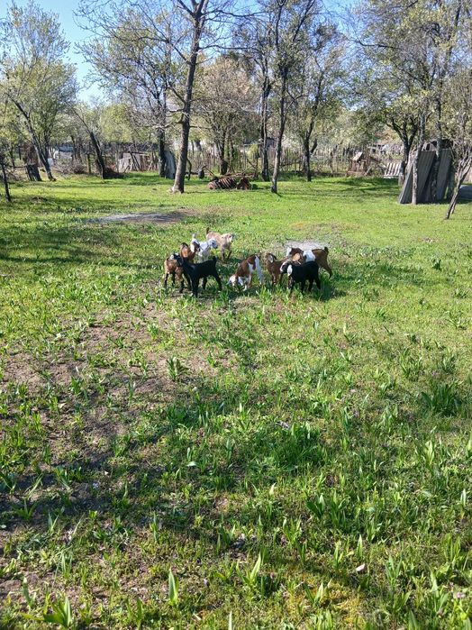 Capre, iezi și țap anglo-nubian....