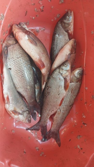 Продам рыбу всегда свежий улов