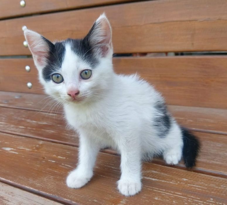 Котята. Котёнок.