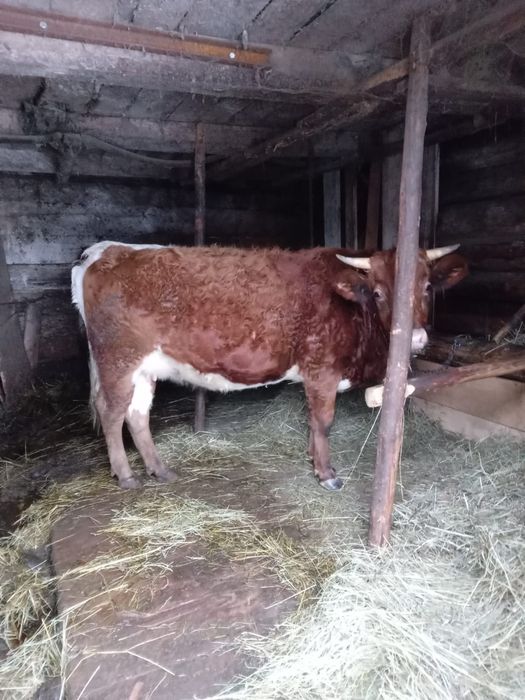 Vand jurinca gestanta 9 luni